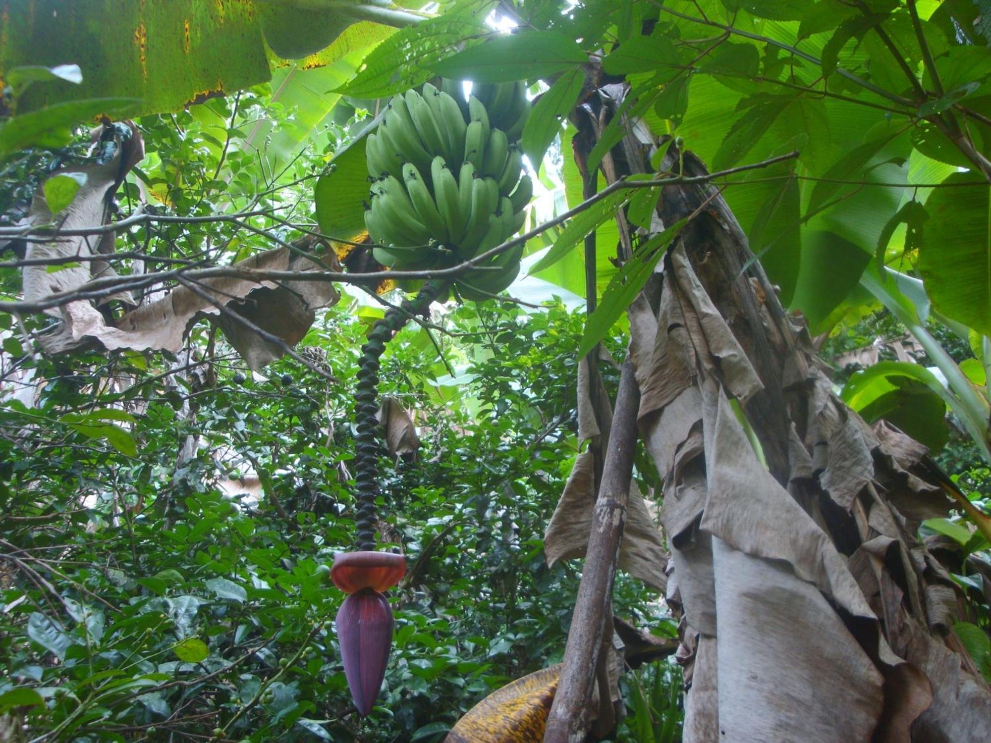 Isla Violin Eco-Lodge Drake Bay Exterior photo